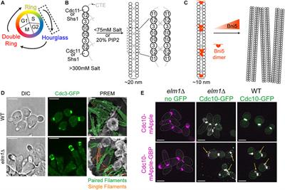 Septin Assembly and Remodeling at the Cell Division Site During the Cell Cycle